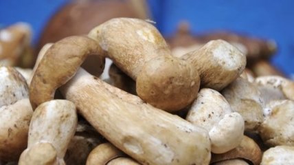 2 россиян и 1 украинец отравились грибами во время екскурсии