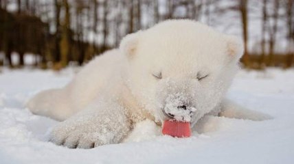 ФОТОпозитив: медвежонок впервые увидел снег