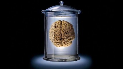 Ученым удалось создать прозрачный мозг