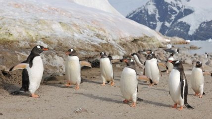 Discovery Channel и ВВС сняли фильм, внедрившись в стаю пингвинов