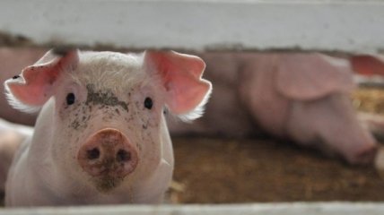 В Украине вымирает поголовье свиней 