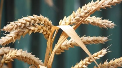 Хищение зерна: в МВД объяснили, почему раньше не проверяли Госрезерв