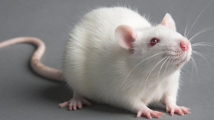 Исследователи обнаружили "выключатель" страха в мозге мышей