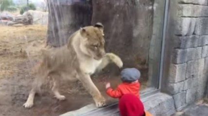 ВИДЕОпозитив: малыш играет с львом
