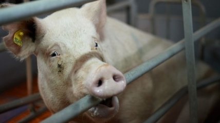 В Армении запретили ввоз украинской свинины