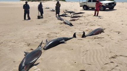 У берегов Африки загадочно погибают дельфины: найдено уже более 100 тел (фото)