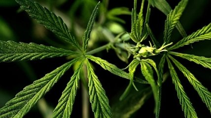 Греция выдала первые лицензии на выращивание марихуаны частными компаниями