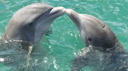 Они не обязаны нас развлекать: Раде предлагают запретить дельфинарии