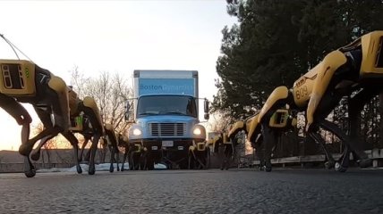 "Собаки": Boston Dynamics потянули грузовик (Видео)