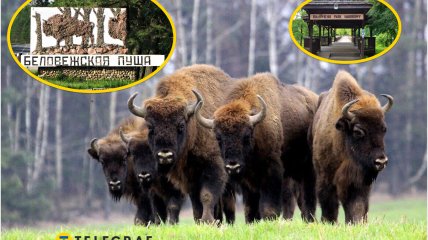 Зубры в Беловежской пуще