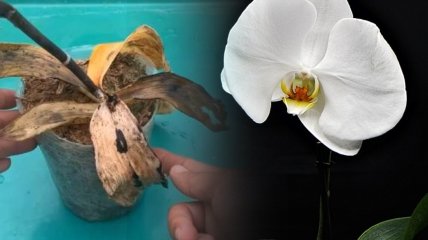 Реанимация орхидей без корней. Методы и способы лечения