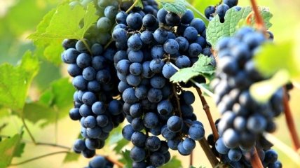 Виноградные косточки полезны для нашего здоровья 