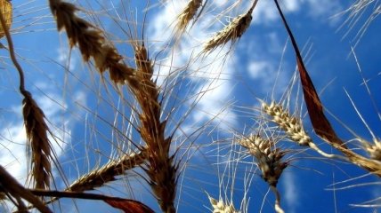 Цена на пшеницу может повыситься