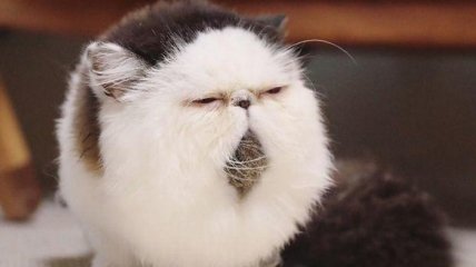 Если бы у понедельника было лицо: Зуу - самый невыспавшийся кот в мире 