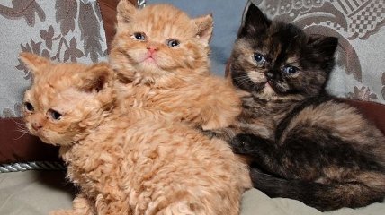 Плюшевые котята, которые стали новыми звездами Instagram (Фото) 