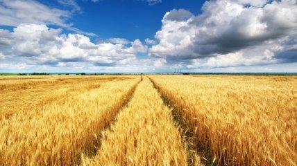 Украина собрала уже почти 43 млн тонн зерна 