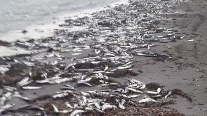 На Сахалине побережье усыпали тонны выбросившейся на берег сельди (видео)