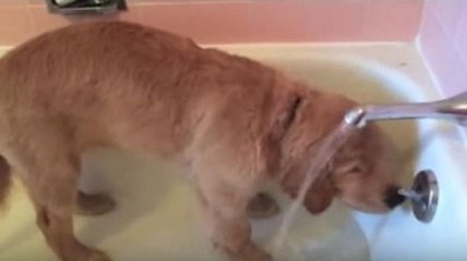 Забавный щенок самостоятельно принимает ванну (Видео)