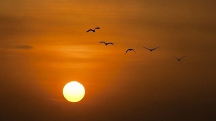 День літнього сонцестояння 2021: астролог зробила попередження для чотирьох знаків зодіаку
