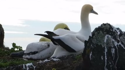 В Новой Зеландии умерла самая одинокая в мире птица (Видео)