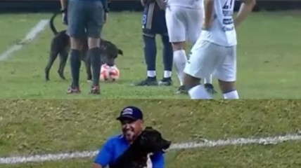 Собака попыталась прокусить мяч во время матча Лиги чемпионов: смешное видео