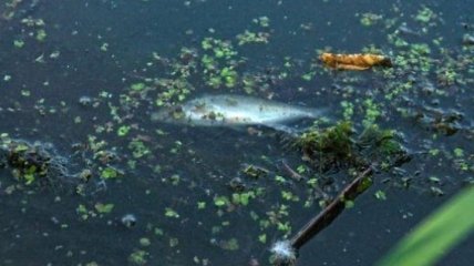 На Житомирщине в реке массово гибнет рыба 