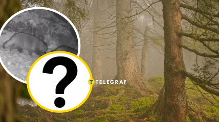 Енотовидные собаки попали в объектив