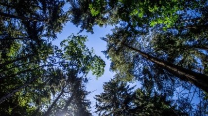 В Украине посадили 1,2 га новых лесов