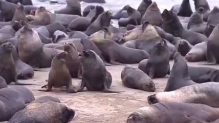 В Чили сотни морских львов заполонили пляжи (видео)