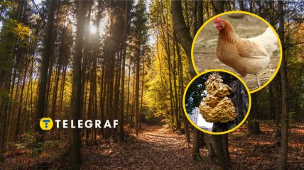 Гриб трутовик сірчано-жовтий