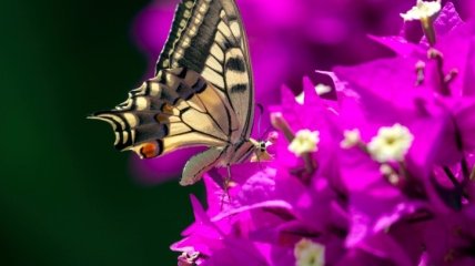 Вечерняя сказка. История о бабочке и цветке