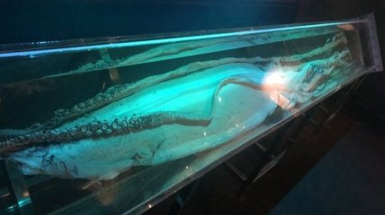 Расшифровали: ученым удалось изучить геном древнего гигантского кальмара