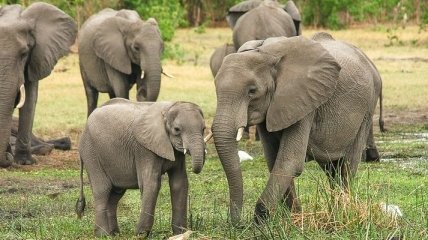 Самцы индийских слонов научились объединяться в "банды"
