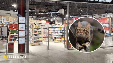 Кот в магазине