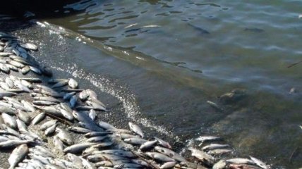 В Житомирской области выясняют причины массовой гибели рыбы