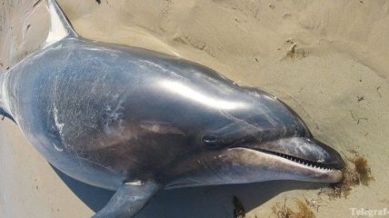 На берега 2-х австралийских островов выбросились дельфины