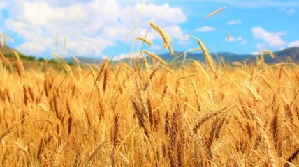 Экспорт зерна: Украина установила новый рекорд 