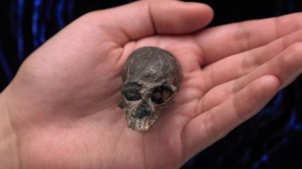 Удивительно: череп древнего примата указал на эволюцию мозга