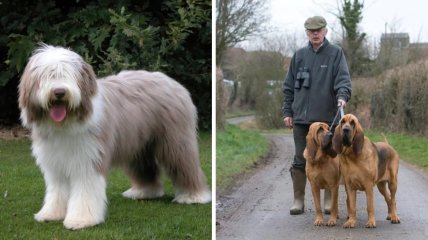 Британські породи собак