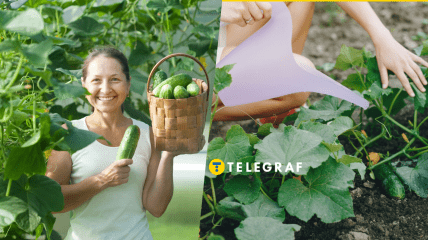 Уход за огурцами в августе