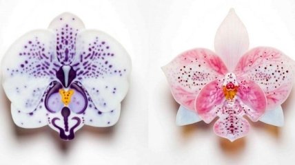 Британская художница создает необычные и красочные орхидеи из стекла (Фото)