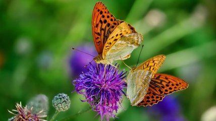 Занимательная биология: как бабочки регулируют температуру своих крыльев (Видео, Фото)