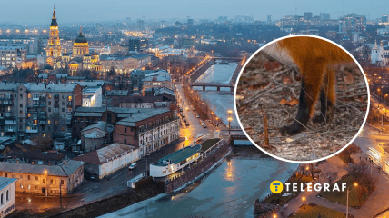 Лиса в Харькове