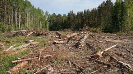 По всей Украине прошли митинги лесоводов