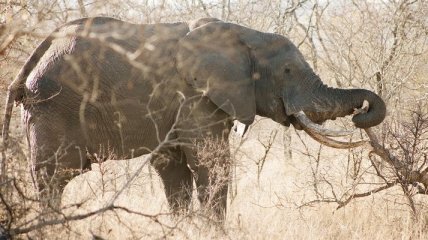 На юге Непала началась охота на слона-убийцу 