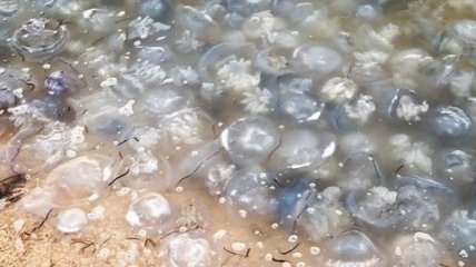 Медузы в Азовском море - море превращается в желе (видео) 