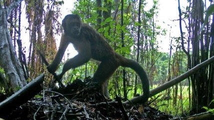 Ученые наблюдают странное поведение обезьян-капуцинов