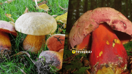 Сатанинский гриб – что известно