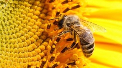 Госпродпотребслужба выяснила, почему массово гибнут пчелы 