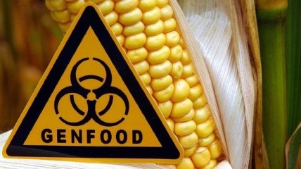Ученые рассказали, как влияют ГМО-культуры на экологическую ситуацию